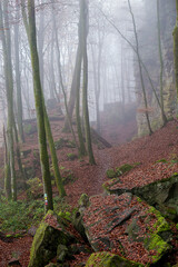 fog in the forest in autumn