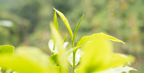 Fototapeta na wymiar Top tea leaves, natural products, are ingredients in making beverages. Selected fresh tea leaves in tea plantations