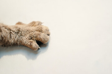 Cat's paw on white background. Fluffy striped fur on paw. Limb of pet. Close up with copy space.