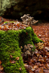 Mushrooms on a stump. autumn
