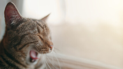 Lazy cat is sitting near windowsill and yawns. Close up animal portrait. Sunlight in window. Stripes pussycat.