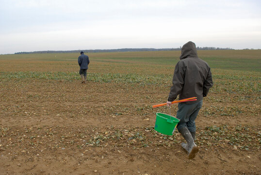 Pes&eacute;e de colza sur champ apr&egrave;s d&eacute;gel