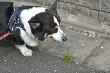 Black corgi dog taking a walk