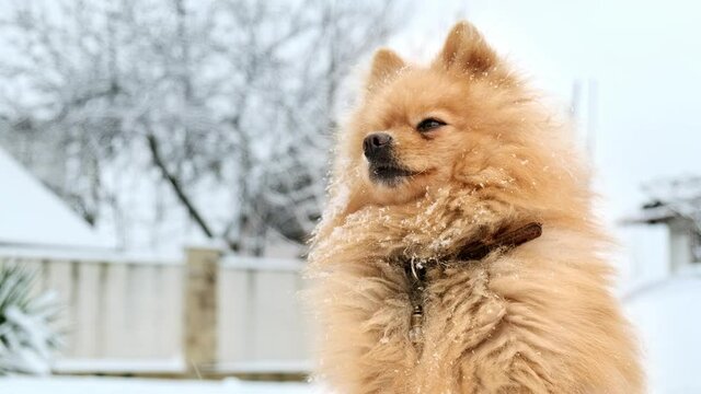 Pomeranian with yellow fur sitting on the snow on the backyard. Snowflakes falling on it