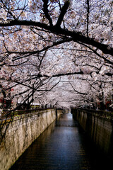 日本の桜の名所　目黒川沿いに咲く桜