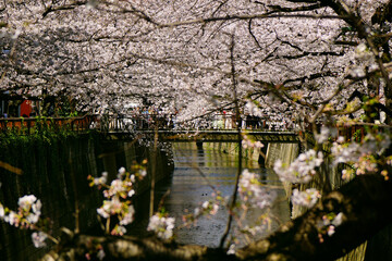 Obraz na płótnie Canvas 日本の桜の名所　目黒川沿いに咲く桜