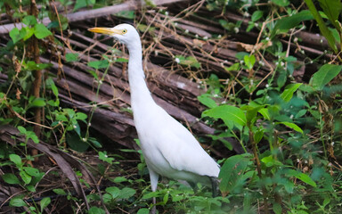 great white heron