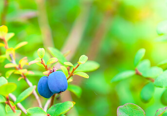 Fresh Organic Blueberries on the bush. close up.