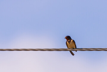 Barn swallow perched on a wire, against blue sky background close up