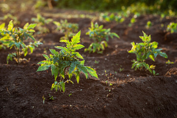 A young tomato plant grows in the open ground.