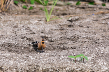 Eurasian Hoopoe or Common hoopoe or Upupa epops