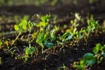 Young peas grow on the ground.