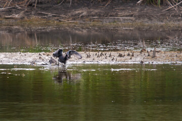 Coot or Fulica atra single bird on water in habitat