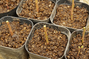 挿し木したブルーベリー