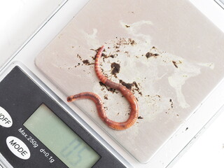 an adult compost worm is lying on the scale