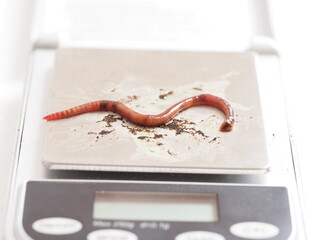 an adult compost worm is lying on the scale