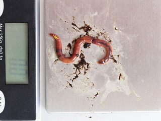 an adult compost worm is lying on the scale
