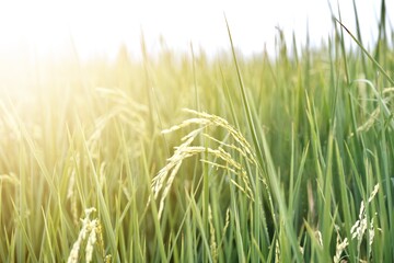 Rice fields ready for harvest.