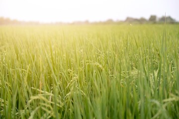 Rice fields ready for harvest.