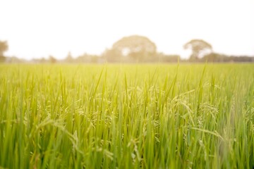 Rice fields ready for harvest.