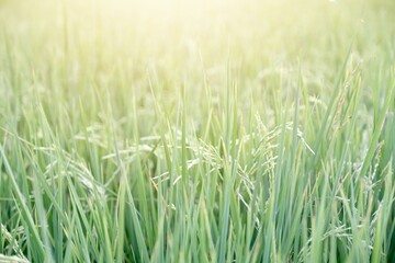 Rice fields ready for harvest.