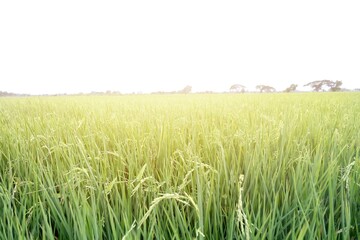 Rice fields ready for harvest.