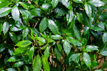 Green bay leaves on bush nature background