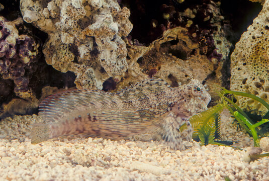 Salarias fasciatus (jewelled blenny) is a popular marine aquarium fish species in Australasia