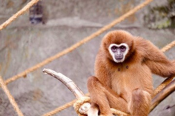 Gibbons sitting and looking