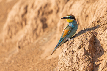 European bee-eater bird sit on ground