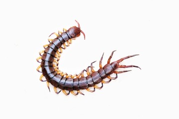 Centipede on white background