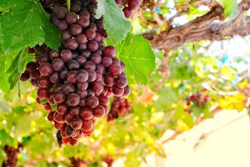 Red grapes are ready for harvest.