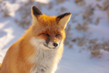 a wild fox. close-up portrait of a fox's face with a playful mood. the photo is very high quality. poster on the theme of wild animals in the mountains