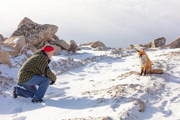 an elderly man tries to feed a wild fox with his hand. communication of a man with a fox high in the winter mountains