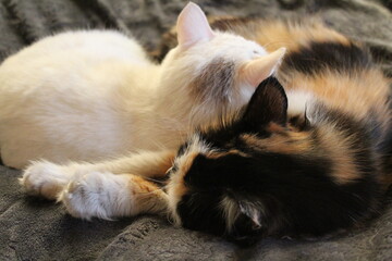 photograph of two fluffy cats lying on bed sleepy kittens family 
