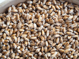dried wheat germ for grinding flour