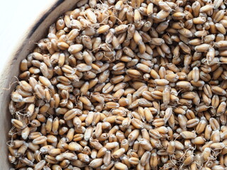 dried wheat germ for grinding flour