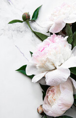 Peony flowers on a marble background