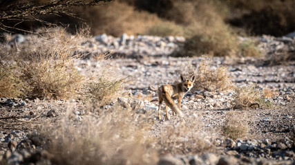 Isolated Beautiful female single adult fox in the wild during the sunset- Southern Israel- Eilat