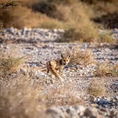 Isolated Beautiful female single adult fox in the wild during the sunset- Southern Israel- Eilat