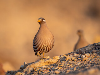 Isolated close up of a beautiful single male Sand Partridge- Southern Israel