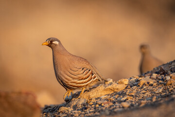 Isolated close up of a beautiful single male Sand Partridge- Southern Israel