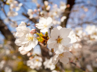 Obraz premium cherry tree flowers