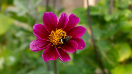 Beautiful bumble bee extracting nectar from vivid dahlia flower close up.