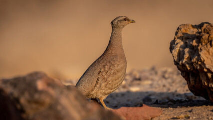 Isolated close up of a beautiful single female Sand Partridge- Southern Israel