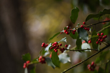 fruits rouge vif du houx