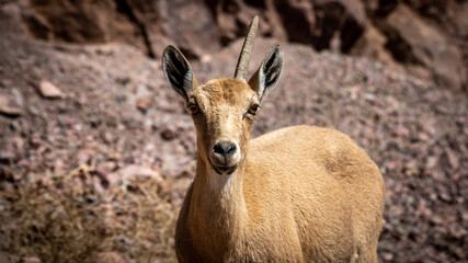 Isolated close up portrait of a female mountain goat in the wild- Southern Israel