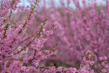 Sweet Cherry blossoms of warm spring. Fresh green tree leaves. Beautiful Japanese ornamental cherries in pink in close-up. Natural background.