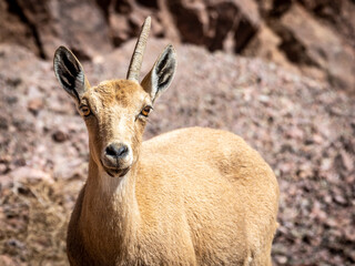 Isolated close up portrait of a female mountain goat in the wild- Southern Israel