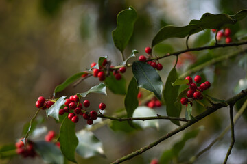 fruits rouge vif du houx
